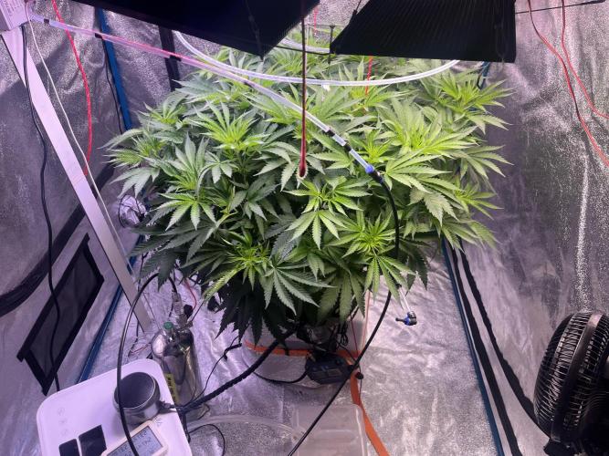 1st Grow Privileged Baddie by Anesia DWC. Week 6