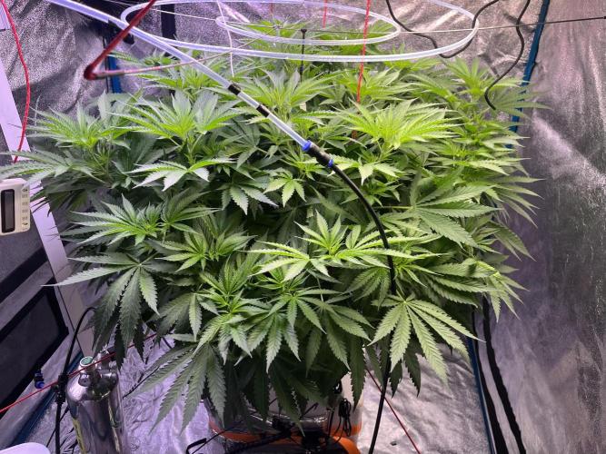 1st Grow Privileged Baddie by Anesia DWC. Week 6