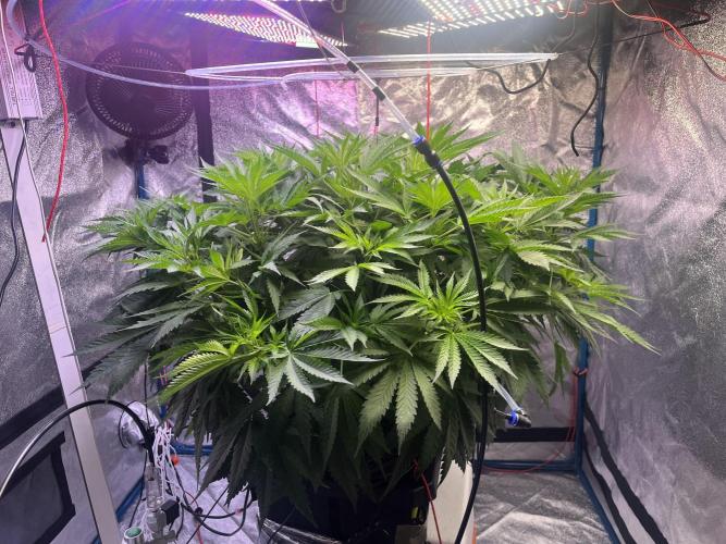1st Grow Privileged Baddie by Anesia DWC. Week 6