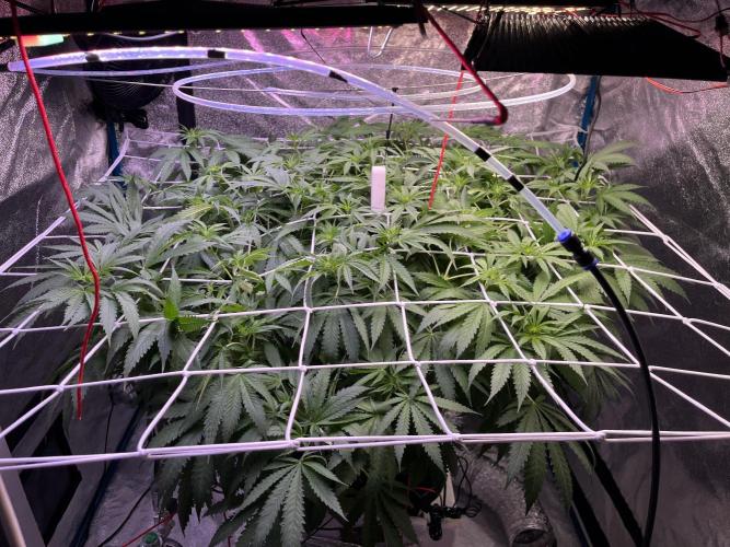 1st Grow Privileged Baddie by Anesia DWC. Week 7