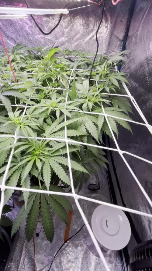 1st Grow Privileged Baddie by Anesia DWC