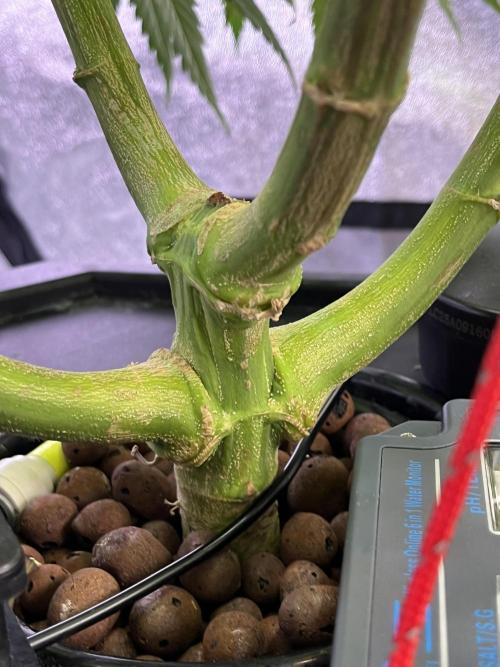 1st Grow Privileged Baddie by Anesia DWC. Week 7