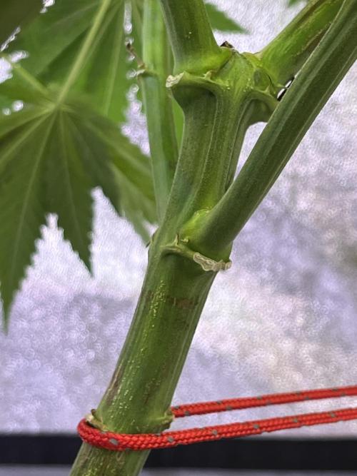 1st Grow Privileged Baddie by Anesia DWC. Week 7
