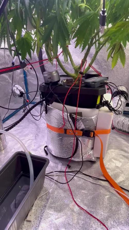 1st Grow Privileged Baddie by Anesia DWC