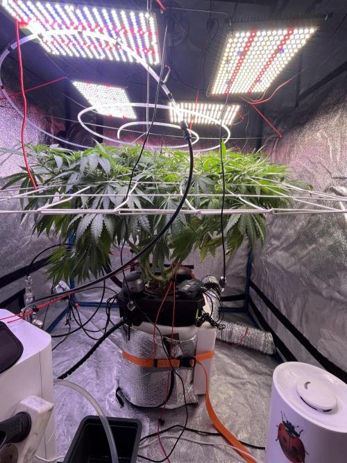 1st Grow Privileged Baddie by Anesia DWC. Week 7