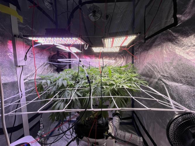 1st Grow Privileged Baddie by Anesia DWC. Week 7