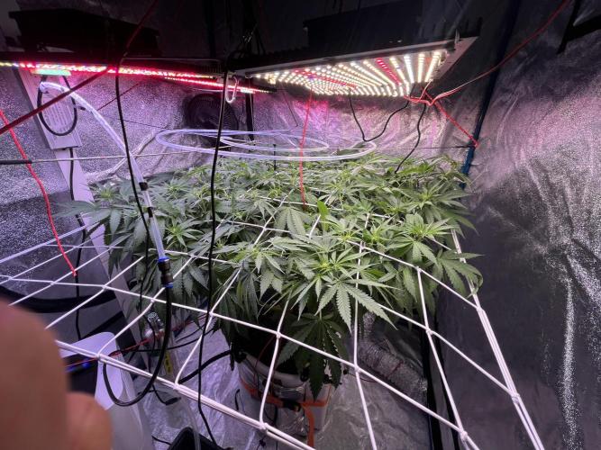 1st Grow Privileged Baddie by Anesia DWC. Week 7