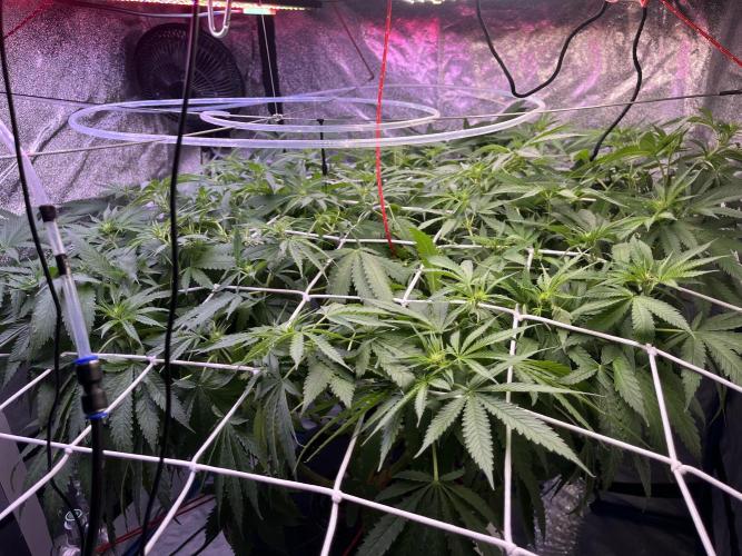 1st Grow Privileged Baddie by Anesia DWC. Week 7