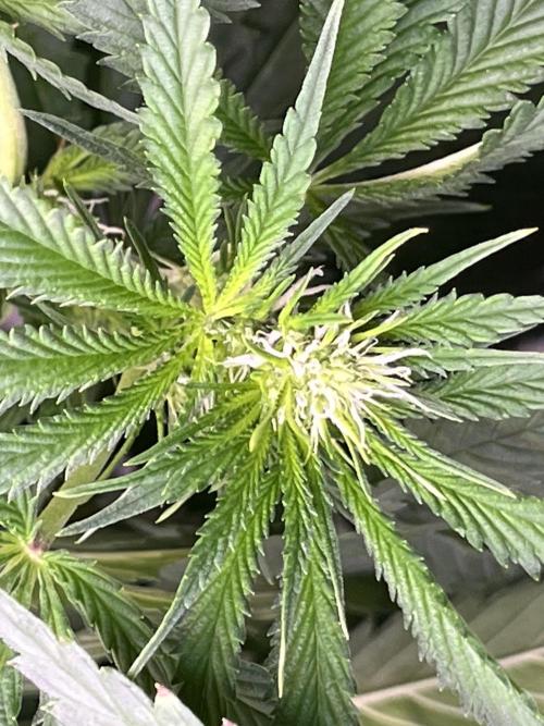 1st Grow Privileged Baddie by Anesia DWC. Week 8