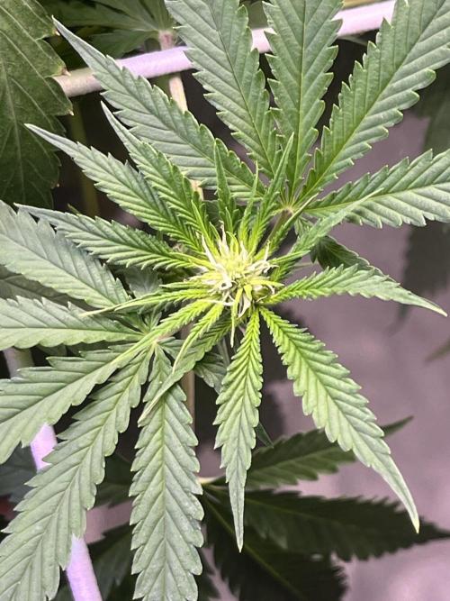 1st Grow Privileged Baddie by Anesia DWC. Week 8