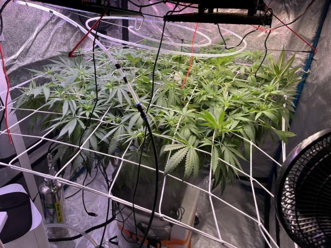 1st Grow Privileged Baddie by Anesia DWC. Week 8