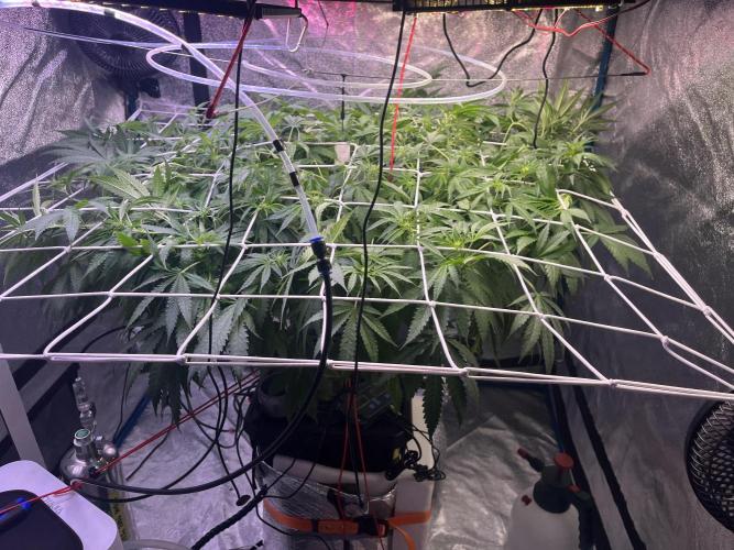 1st Grow Privileged Baddie by Anesia DWC. Week 8