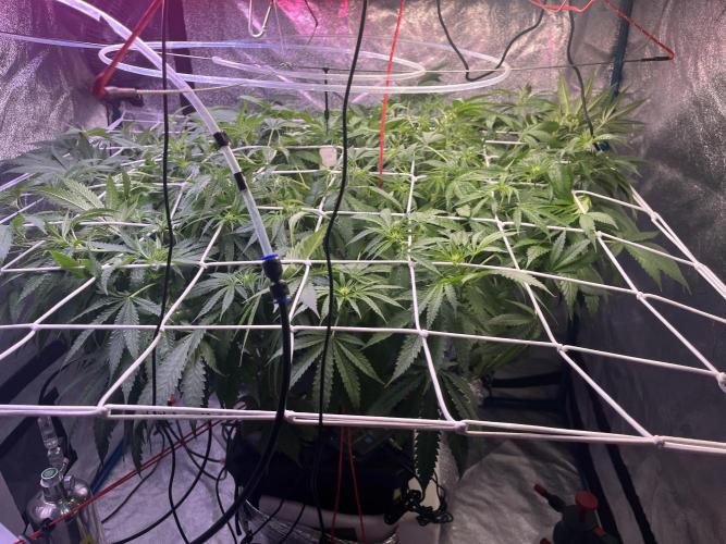 1st Grow Privileged Baddie by Anesia DWC. Week 8