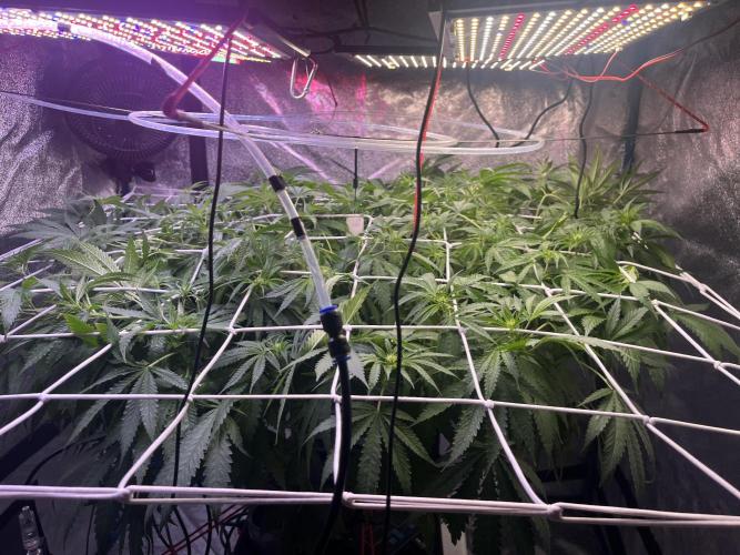 1st Grow Privileged Baddie by Anesia DWC. Week 8