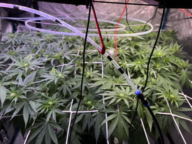 1st Grow Privileged Baddie by Anesia DWC. Week 8