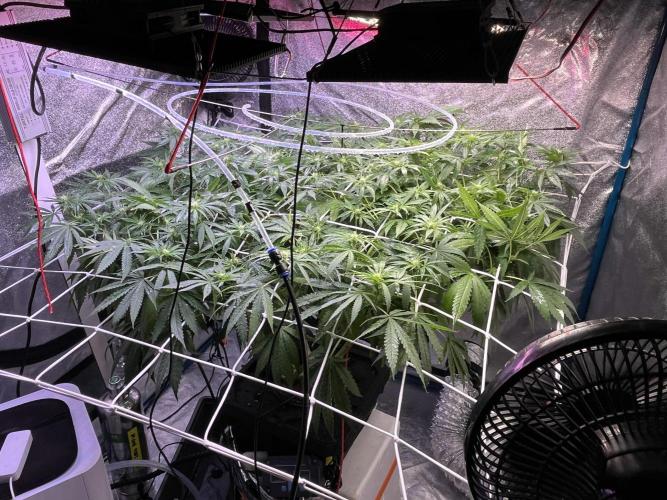 1st Grow Privileged Baddie by Anesia DWC. Week 8