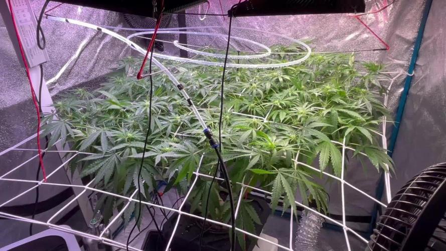 1st Grow Privileged Baddie by Anesia DWC