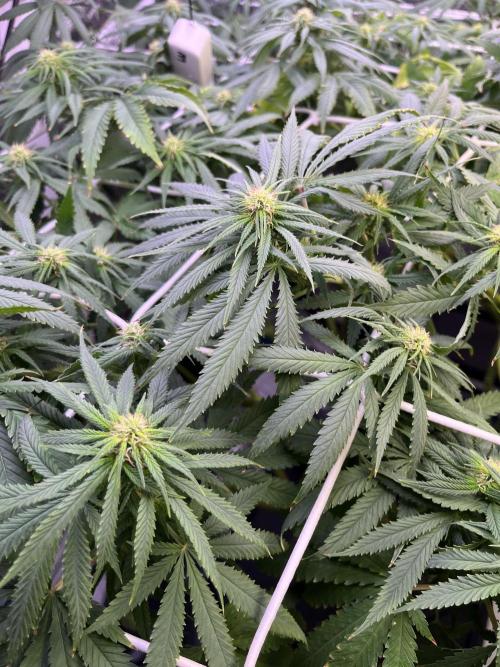 1st Grow Privileged Baddie by Anesia DWC. Week 9