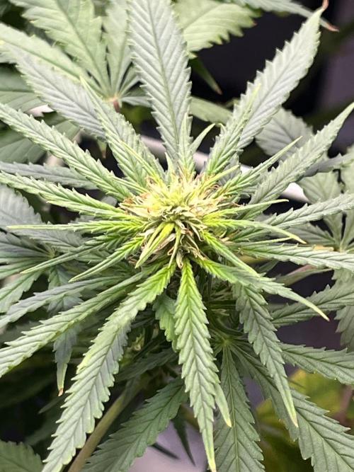 1st Grow Privileged Baddie by Anesia DWC. Week 9