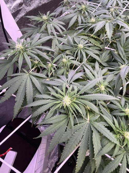 1st Grow Privileged Baddie by Anesia DWC. Week 9