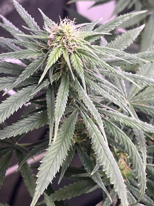 1st Grow Privileged Baddie by Anesia DWC. Week 9