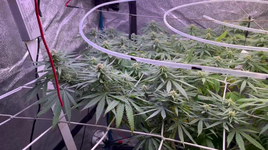 1st Grow Privileged Baddie by Anesia DWC