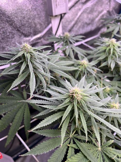 1st Grow Privileged Baddie by Anesia DWC. Week 9