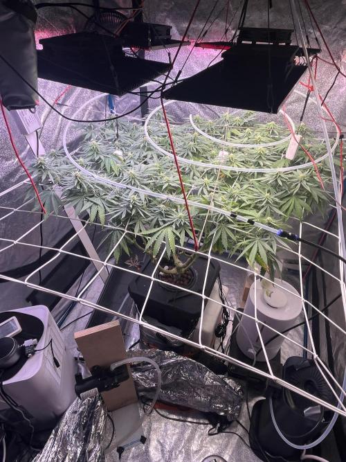 1st Grow Privileged Baddie by Anesia DWC. Week 9