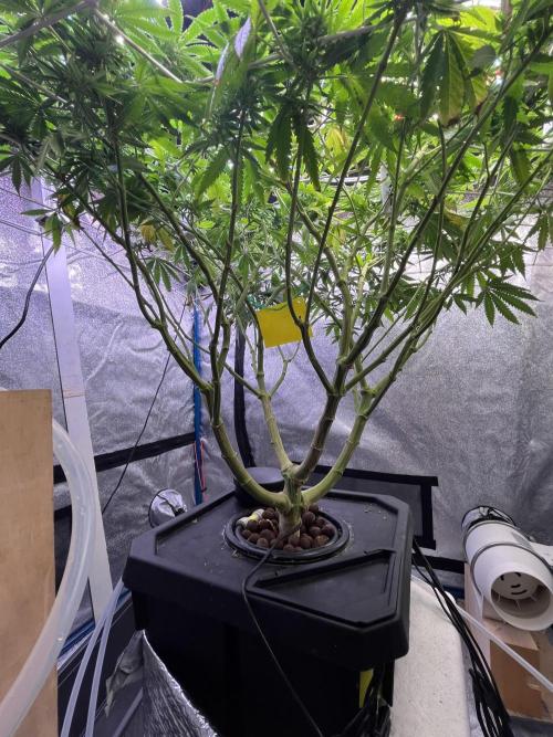 1st Grow Privileged Baddie by Anesia DWC. Week 9