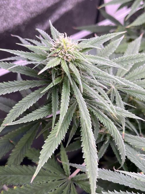 1st Grow Privileged Baddie by Anesia DWC. Week 9