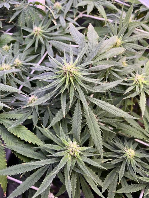 1st Grow Privileged Baddie by Anesia DWC. Week 9