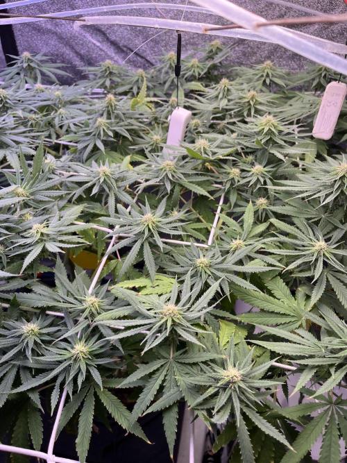 1st Grow Privileged Baddie by Anesia DWC. Week 9