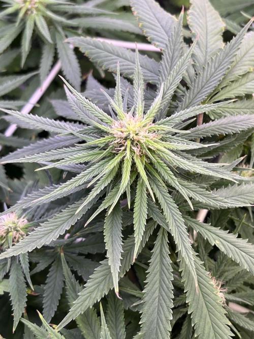 1st Grow Privileged Baddie by Anesia DWC. Week 10