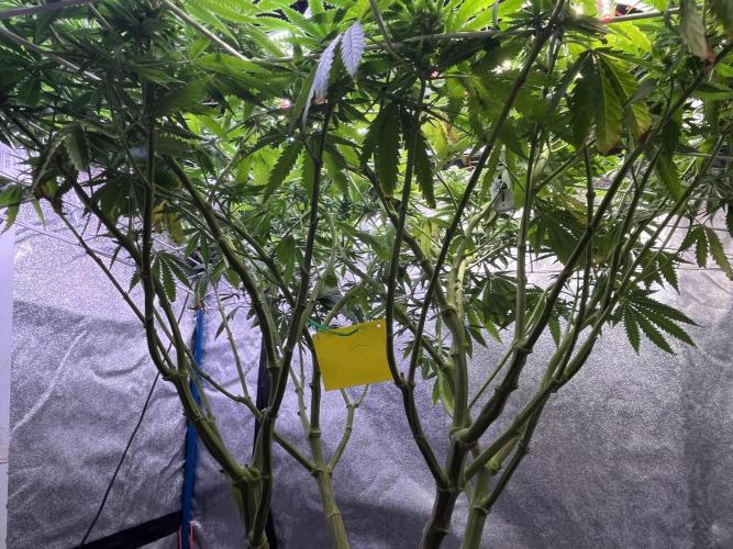 1st Grow Privileged Baddie by Anesia DWC. Week 10