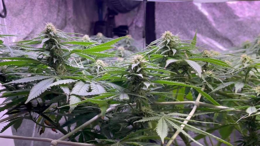 1st Grow Privileged Baddie by Anesia DWC
