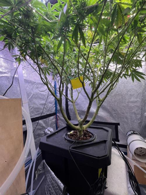 1st Grow Privileged Baddie by Anesia DWC. Week 10