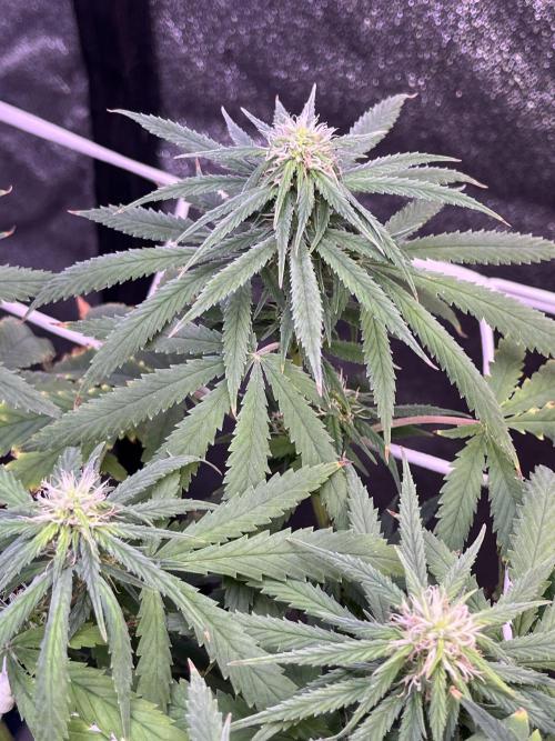 1st Grow Privileged Baddie by Anesia DWC. Week 10