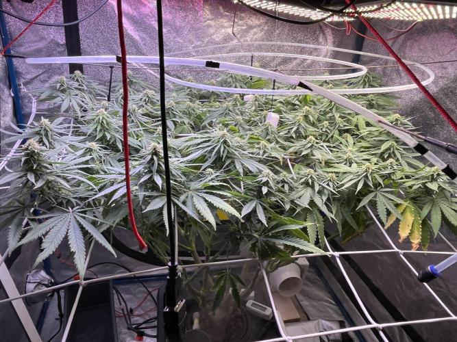 1st Grow Privileged Baddie by Anesia DWC. Week 10