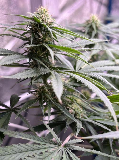 1st Grow Privileged Baddie by Anesia DWC. Week 10