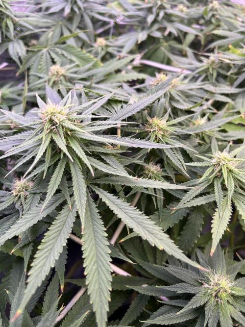 1st Grow Privileged Baddie by Anesia DWC. Week 11