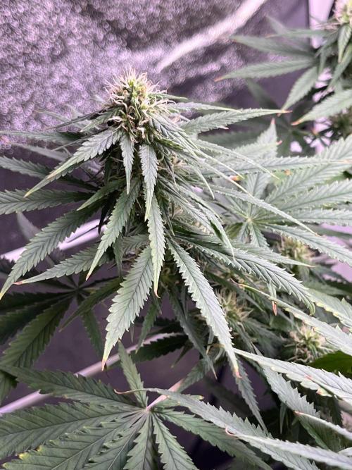 1st Grow Privileged Baddie by Anesia DWC. Week 11