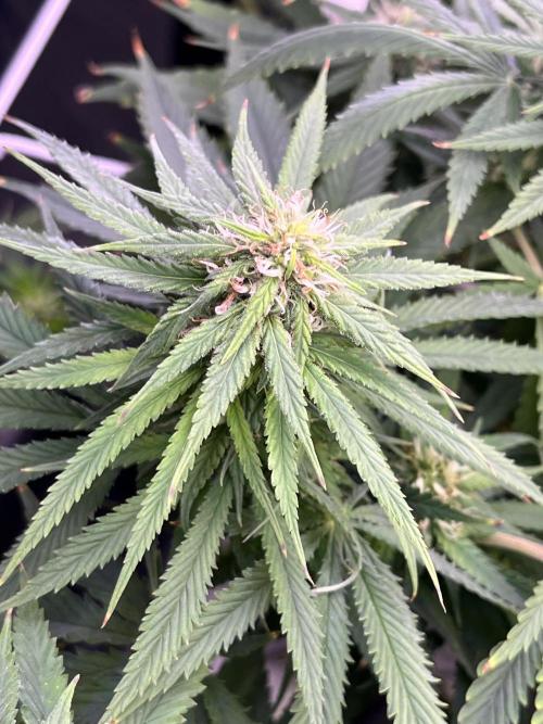 1st Grow Privileged Baddie by Anesia DWC. Week 11