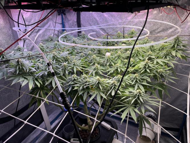 1st Grow Privileged Baddie by Anesia DWC. Week 11