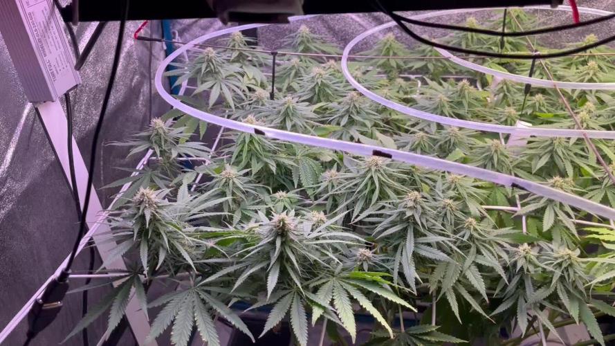 1st Grow Privileged Baddie by Anesia DWC