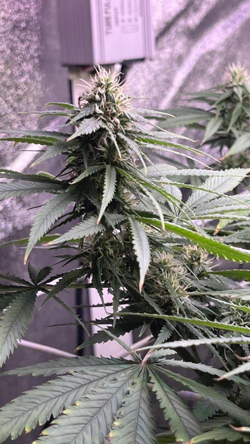 1st Grow Privileged Baddie by Anesia DWC. Week 11