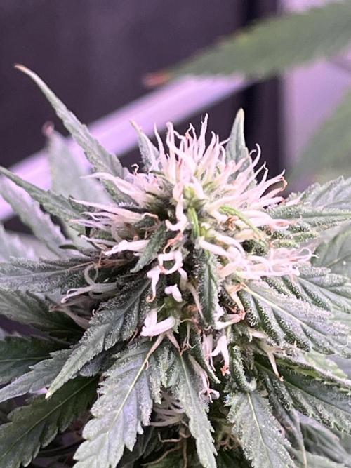 1st Grow Privileged Baddie by Anesia DWC. Week 11