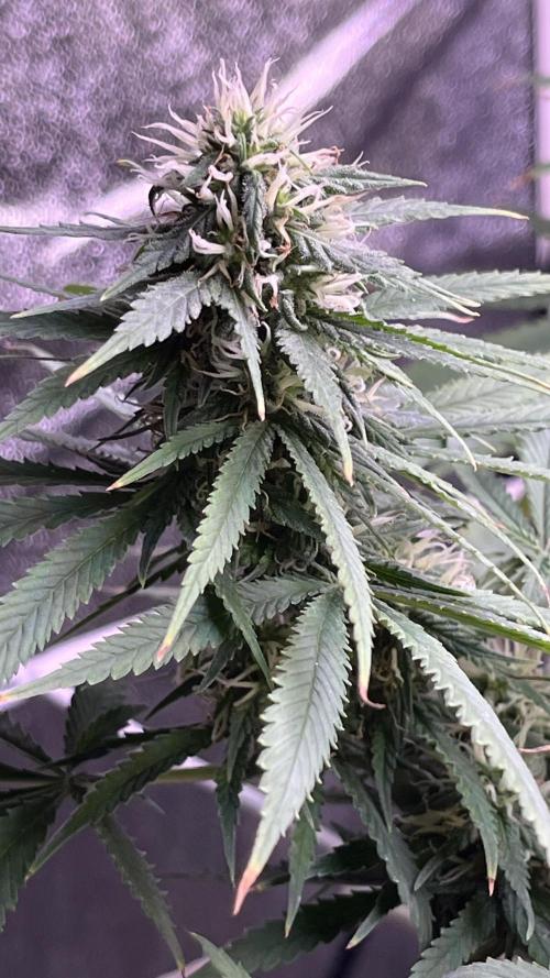1st Grow Privileged Baddie by Anesia DWC. Week 12