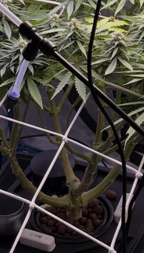 1st Grow Privileged Baddie by Anesia DWC. Week 12