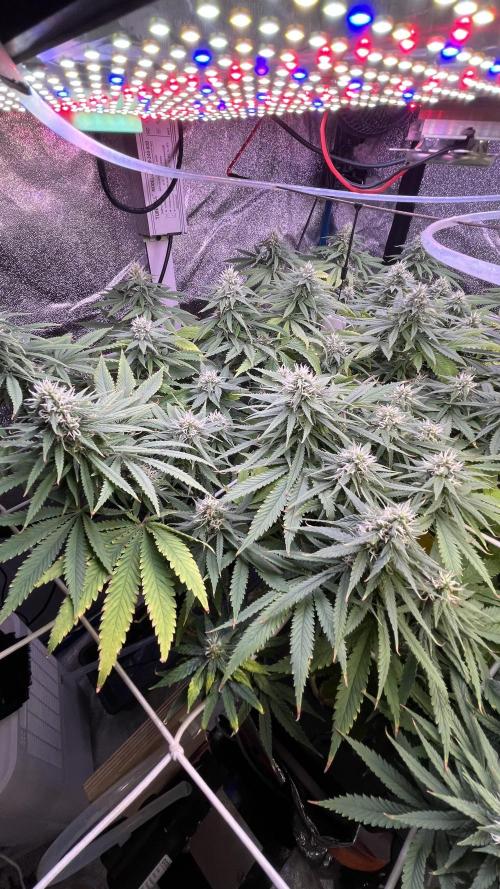 1st Grow Privileged Baddie by Anesia DWC. Week 12