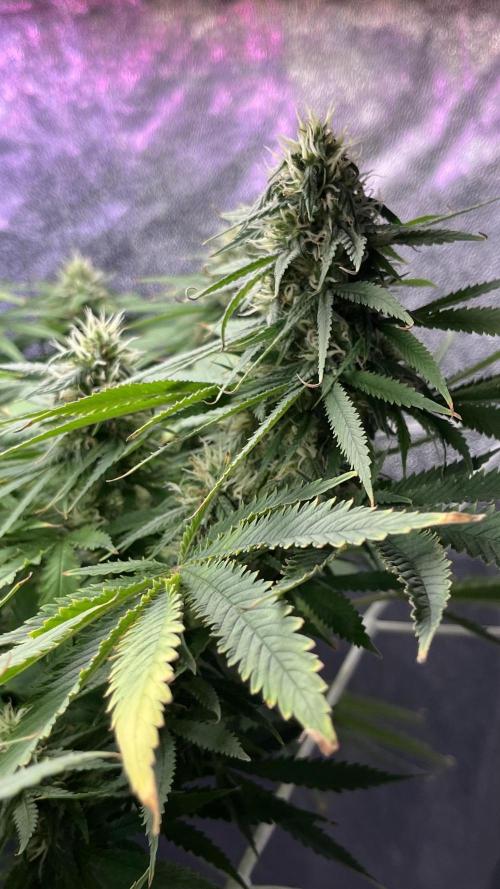 1st Grow Privileged Baddie by Anesia DWC. Week 12